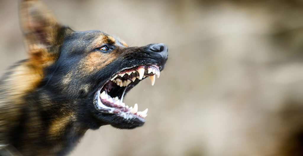 first strike k9 spray