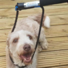 Place the loop over the dogs head